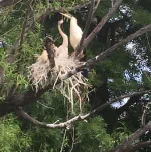 Anhinga novaehollandiae at Acton, ACT - 8 Nov 2016