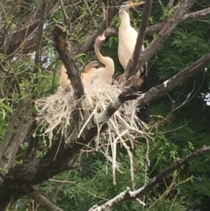 Anhinga novaehollandiae at Acton, ACT - 8 Nov 2016