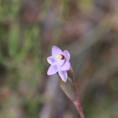 Thelymitra sp. at Canberra Central, ACT - 8 Nov 2016