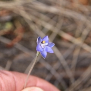 Thelymitra sp. at Canberra Central, ACT - suppressed