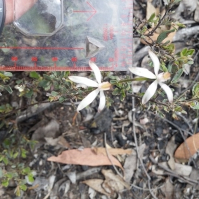 Caladenia moschata (Musky Caps) at Point 114 - 8 Nov 2016 by NickDaines