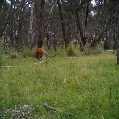 Notamacropus rufogriseus (Red-necked Wallaby) at Gungahlin, ACT - 7 Nov 2016 by MulligansFlat1