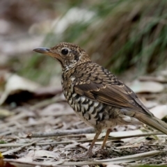 Zoothera lunulata (Bassian Thrush) at Wapengo, NSW - 7 Nov 2016 by Leo