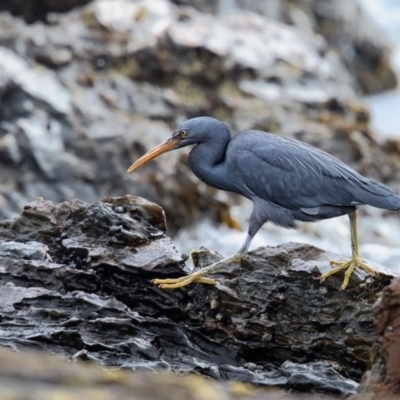 Egretta sacra (Eastern Reef Egret) at Murrah, NSW - 7 Nov 2016 by Leo