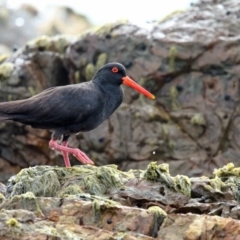 Haematopus fuliginosus (Sooty Oystercatcher) at Murrah, NSW - 8 Nov 2016 by Leo