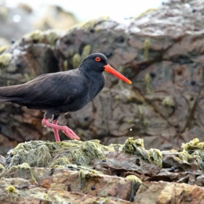 Haematopus fuliginosus (Sooty Oystercatcher) at Murrah, NSW - 8 Nov 2016 by Leo