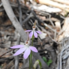 Caladenia carnea (Pink Fingers) at Burrinjuck, NSW - 28 Sep 2016 by RyuCallaway