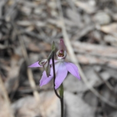 Caladenia carnea (Pink Fingers) at Burrinjuck, NSW - 28 Sep 2016 by RyuCallaway