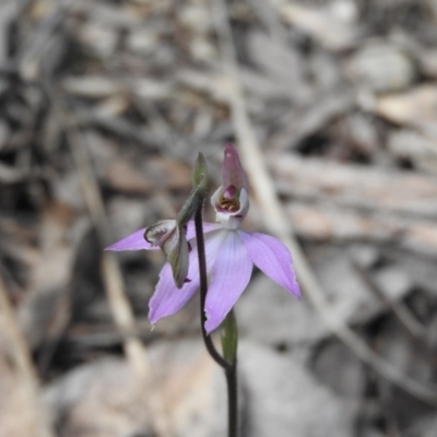 Caladenia carnea (Pink Fingers) at Burrinjuck, NSW - 28 Sep 2016 by RyuCallaway