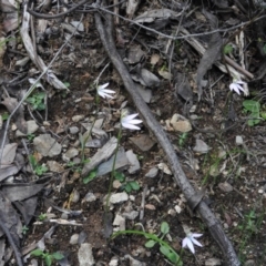 Caladenia carnea (Pink Fingers) at Burrinjuck, NSW - 28 Sep 2016 by RyuCallaway