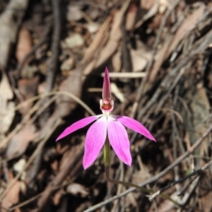 Caladenia carnea at Burrinjuck, NSW - suppressed