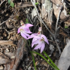 Caladenia carnea at Burrinjuck, NSW - suppressed