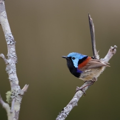 Malurus lamberti (Variegated Fairywren) at Tanja, NSW - 8 Nov 2016 by Leo