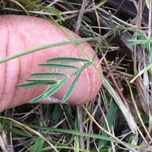 Swainsona sp. at Clear Range, NSW - 7 Nov 2016 11:21 AM