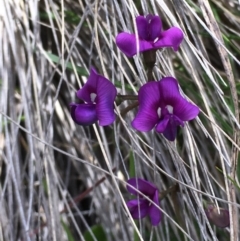 Swainsona sp. at Clear Range, NSW - 7 Nov 2016 11:21 AM