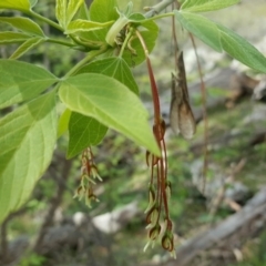 Acer negundo (Box Elder) at Isaacs Ridge - 6 Oct 2016 by Mike