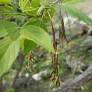 Acer negundo at Jerrabomberra, ACT - 7 Oct 2016 12:00 AM