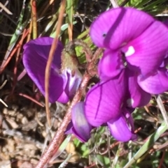 Swainsona sericea (Silky Swainson-Pea) at Booth, ACT - 6 Nov 2016 by jackfrench