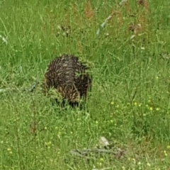 Tachyglossus aculeatus (Short-beaked Echidna) at Jerrabomberra, ACT - 8 Nov 2016 by Mike