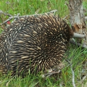 Tachyglossus aculeatus at Jerrabomberra, ACT - 8 Nov 2016