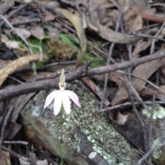 Caladenia carnea (Pink Fingers) at Point 5819 - 9 Oct 2016 by annam