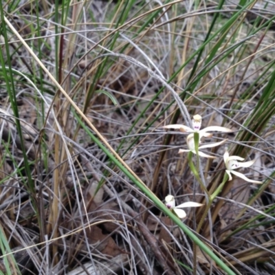 Caladenia moschata (Musky Caps) at Acton, ACT - 9 Oct 2016 by annam