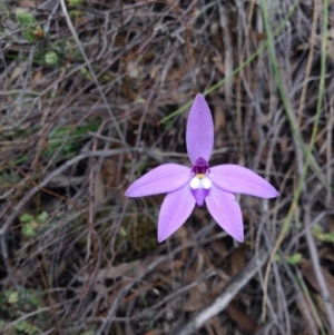 Glossodia major at Point 5819 - suppressed