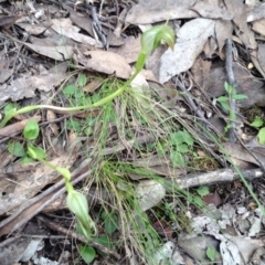 Pterostylis nutans (Nodding Greenhood) at Point 5819 - 9 Oct 2016 by annam