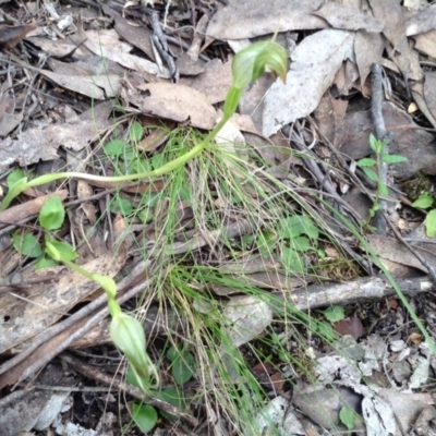 Pterostylis nutans (Nodding Greenhood) at Point 5819 - 9 Oct 2016 by annam