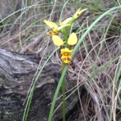 Diuris sulphurea (Tiger Orchid) at Acton, ACT - 8 Nov 2016 by annam