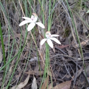 Caladenia moschata at Point 5819 - suppressed