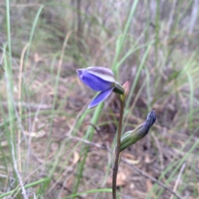 Thelymitra sp. (A Sun Orchid) at Acton, ACT - 8 Nov 2016 by annam