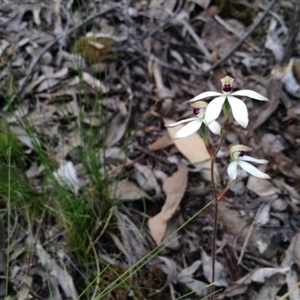 Caladenia cucullata at Point 5820 - suppressed