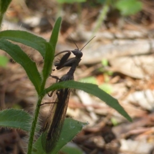 Mantispidae (family) at Isaacs Ridge - 5 Nov 2016 05:29 PM