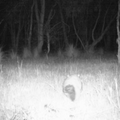 Trichosurus vulpecula (Common Brushtail Possum) at Gungahlin, ACT - 7 Nov 2016 by MulligansFlat1