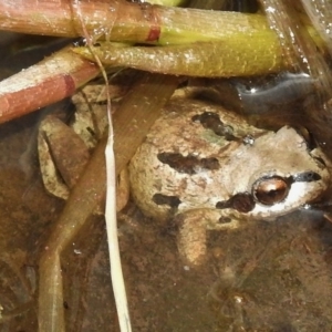 Litoria verreauxii verreauxii at Rendezvous Creek, ACT - 8 Nov 2016