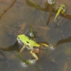 Litoria verreauxii verreauxii at Rendezvous Creek, ACT - 8 Nov 2016 12:20 PM