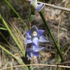 Thelymitra brevifolia (Short-leaf Sun Orchid) at Cook, ACT - 4 Nov 2016 by CathB