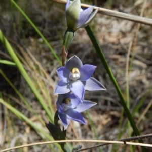 Thelymitra brevifolia at Cook, ACT - suppressed