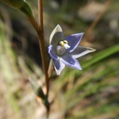 Thelymitra brevifolia at Cook, ACT - suppressed