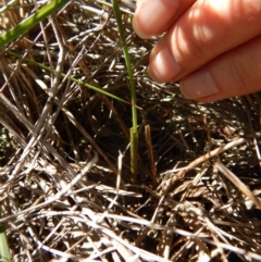 Thelymitra brevifolia at Cook, ACT - 4 Nov 2016