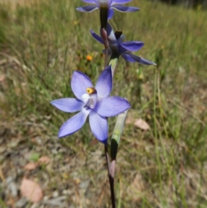 Thelymitra nuda at Cook, ACT - 4 Nov 2016