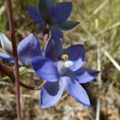 Thelymitra nuda at Cook, ACT - 4 Nov 2016