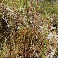 Thelymitra nuda at Cook, ACT - 4 Nov 2016