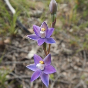 Thelymitra pauciflora at Cook, ACT - suppressed