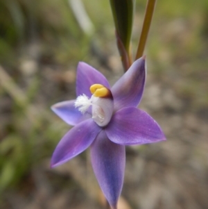 Thelymitra pauciflora at Cook, ACT - suppressed