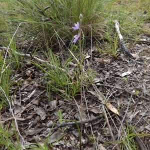 Thelymitra pauciflora at Cook, ACT - suppressed