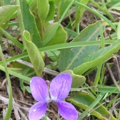 Viola betonicifolia (Mountain Violet) at Kambah, ACT - 25 Sep 2009 by MatthewFrawley