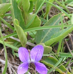 Viola betonicifolia at Kambah, ACT - 26 Sep 2009