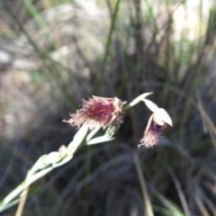 Calochilus platychilus (Purple Beard Orchid) at Point 73 - 6 Nov 2016 by MichaelMulvaney